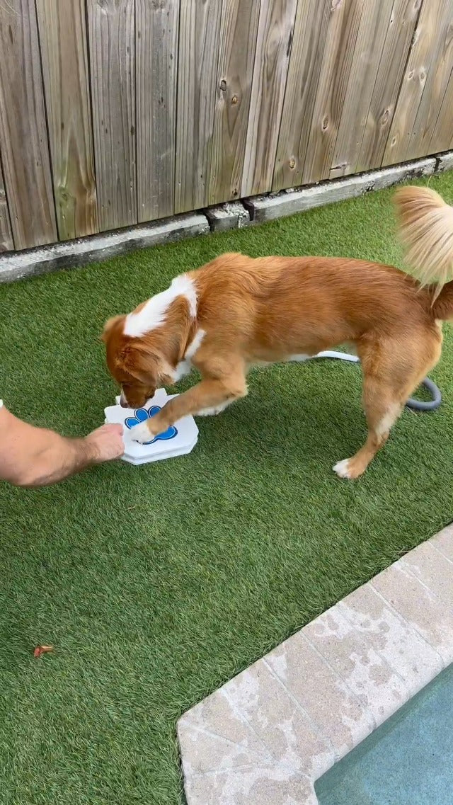 Pet Outdoor Foot Pressure Automatic Water Dispenser